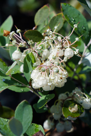 Zenobia pulverulenta 'Woodlanders Blue', honeycup, powder-blue foliage and white bell flowers