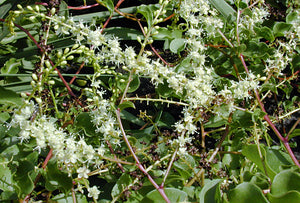 Anredera cordifolia, Madeira vine, heart-shaped leaves and twining stems