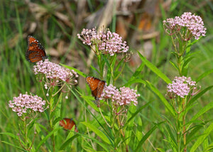 Asclepias incarnata, swamp milkweed, rosy-pink flower cluster with a butterfly nectaring
