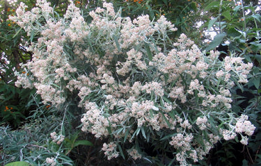 Buddleia loricata