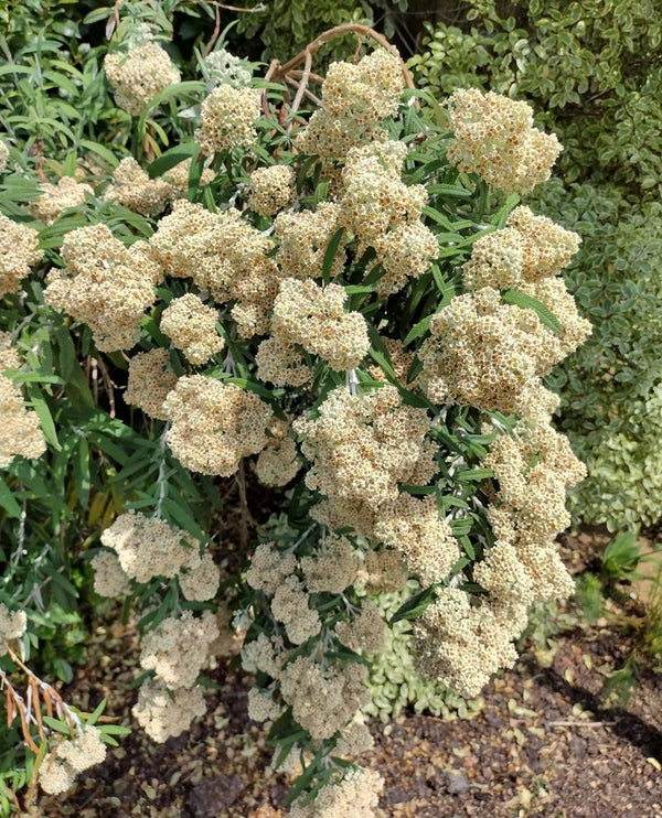 Buddleia loricata