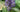 Buddleja salviifolia