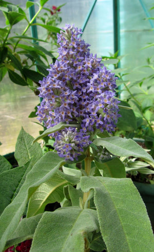 Buddleja salviifolia, sage-leaf butterfly bush, long silvered sage-like leaves on an upright shrub