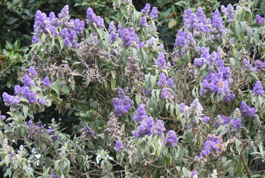 Buddleja salviifolia