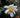 Camellia granthemiana