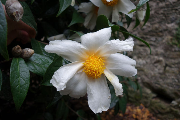 Camellia granthamiana