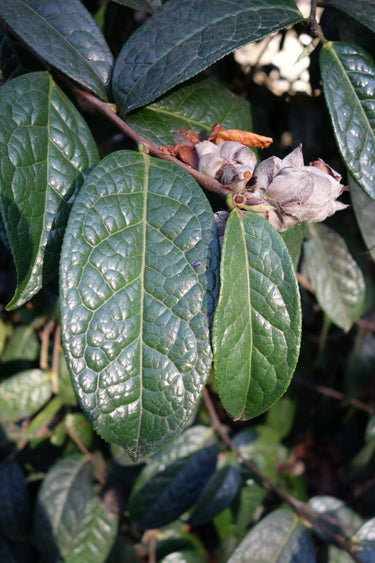 Camellia granthemiana