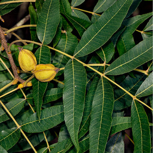 Carya aquatica, water hickory, a large native bottomland tree of the South