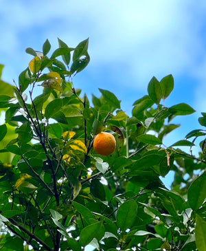 Citrus taiwanica, Taiwan sour orange, round yellow-orange fruit on a thorny evergreen tree.