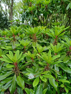 Daphniphyllum humile, dwarf daphniphyllum, broad leathery evergreen leaves