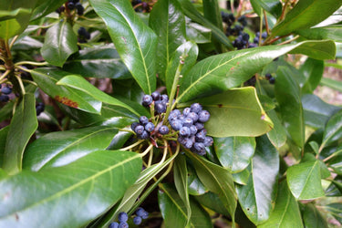 Daphniphyllum humile