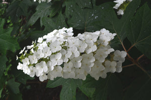 Hydrangea quercifolia 'Alison' oakleaf hydrangea, long white flower panicle