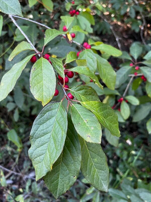 Ilex amelanchier, Sarvis Holly, dull red berries on long stems among soft serviceberry-like deciduous leaves