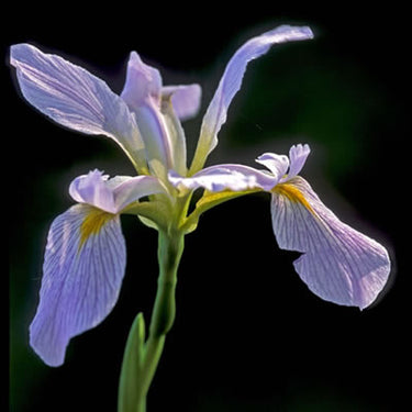 Iris virginica