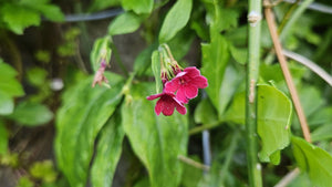Jasminum beesianum red jasmine, a semi-evergreen climbing vine with rose-red star-shaped flowers.