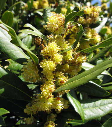Laurus nobilis