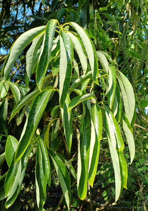 Lindera megaphylla