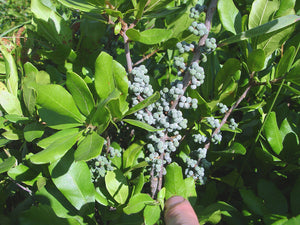 Morella caroliniensis southern bayberry, aromatic evergreen leaves with waxy blue-black berries