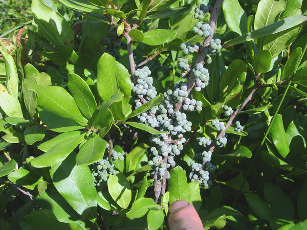 Morella caroliniensis