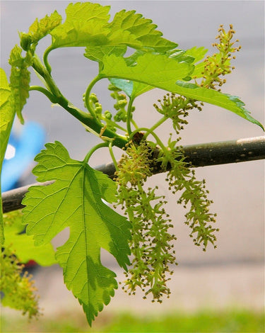 Morus rubra