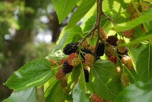 Morus rubra, red mulberry, a spreading native shade tree with broad heart-shaped leaves