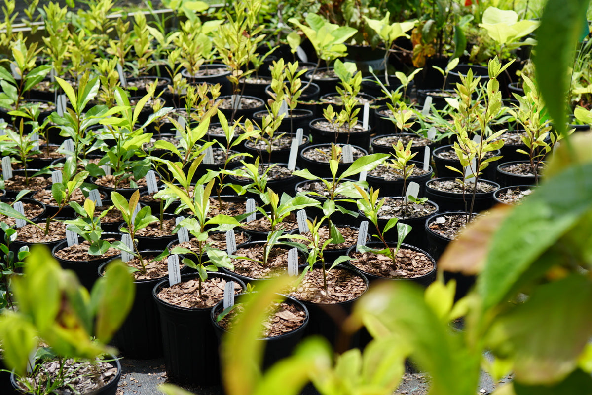 Rows of small green plant saplings in black plastic nursery pots with white labels, arranged in a greenhouse or garden center.