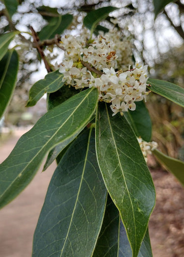 Osmanthus armatus