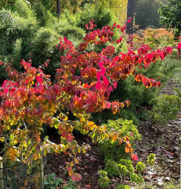 Parrotia subaequalis