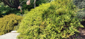 Podocarpus acutifolius, needle-leaf totara, dense fine-textured evergreen foliage.