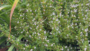 Clinopodium georgianum