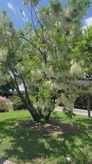 Chionanthus virginicus