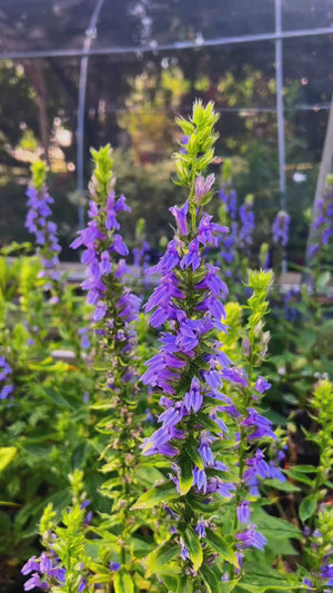Lobelia siphilitica