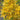 Rhododendron austrinum rare yellow native azalea flower