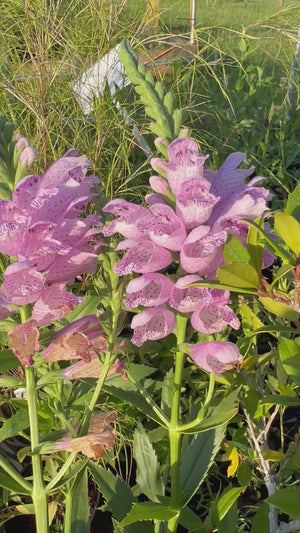 Physostegia correllii