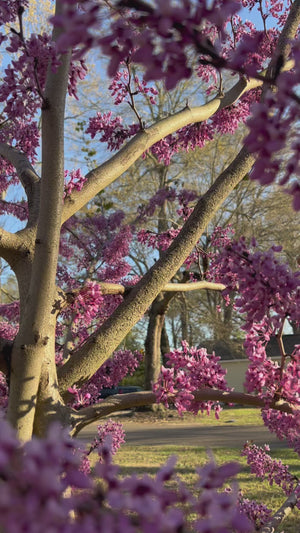 Cercis yunnanensis