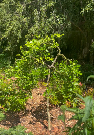 Weeping Dragon Citrus