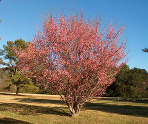 Prunus mume 'Peggy Clarke', flowering apricot, rose-pink double winter blossoms.