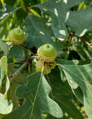 Quercus alba White Oak tree with broad native canopy