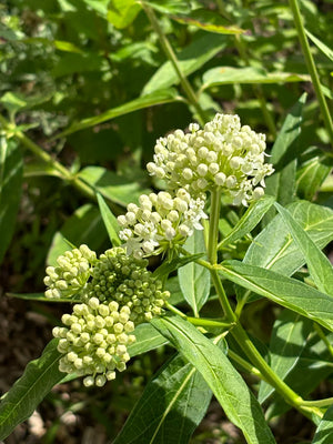 Asclepias incarnata 'Ice Ballet'