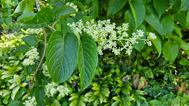 Tripterygium regelii