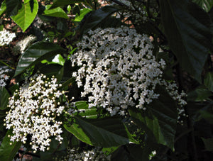 Viburnum japonicum Japanese viburnum, glossy lacquered evergreen foliage