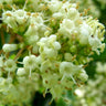 Viburnum odoratissimum evergreen Viburnum with white flowers