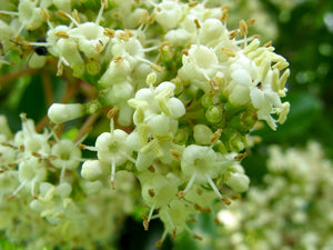 Viburnum odoratissimum, sweet viburnum, white flower panicles on glossy evergreen foliage