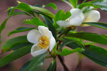 Schima x Franklinia (×Schimlinia floribunda)