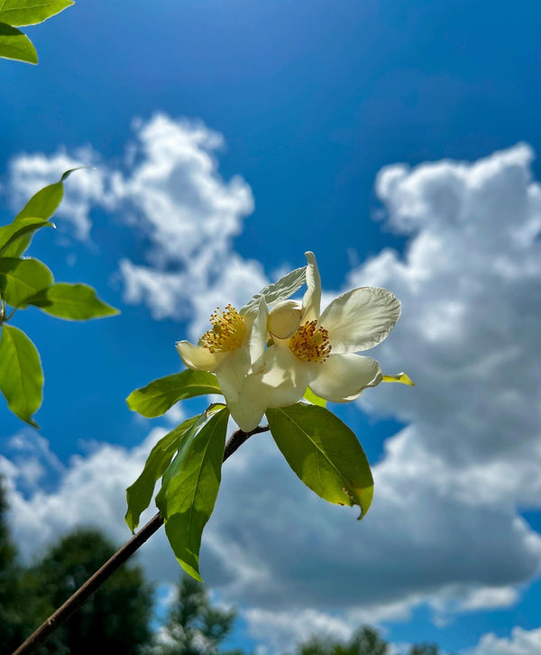 ×Schimlinia 'Schima Lina Ding Dong'