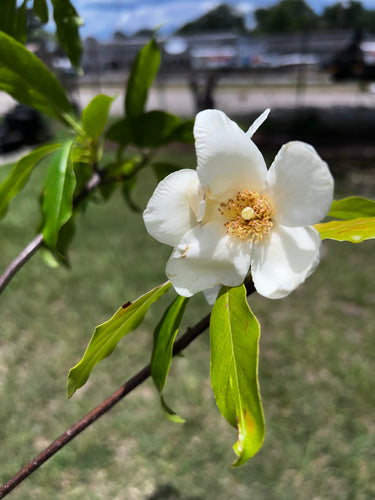 ×Schimlinia 'Schima Lina Ding Dong'